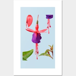 Fuchsia  FuchsiaBerry Posters and Art